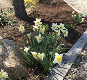 Landscape Design Cape Cod