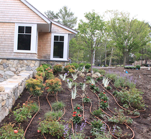 Landscape Lighting Cape Cod